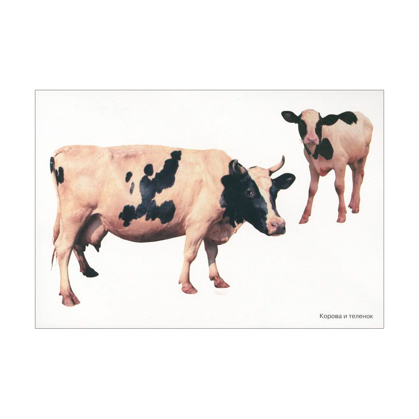 Карточки в папке из серии Мир в картинках – Домашние животные, соответствуют ФГОС  