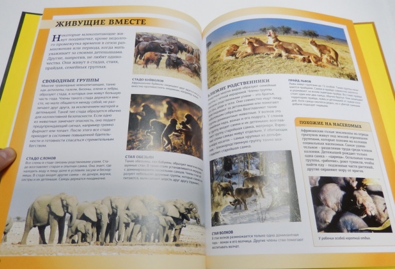 Энциклопедия для школьников «Царство животных. Млекопитающие»  