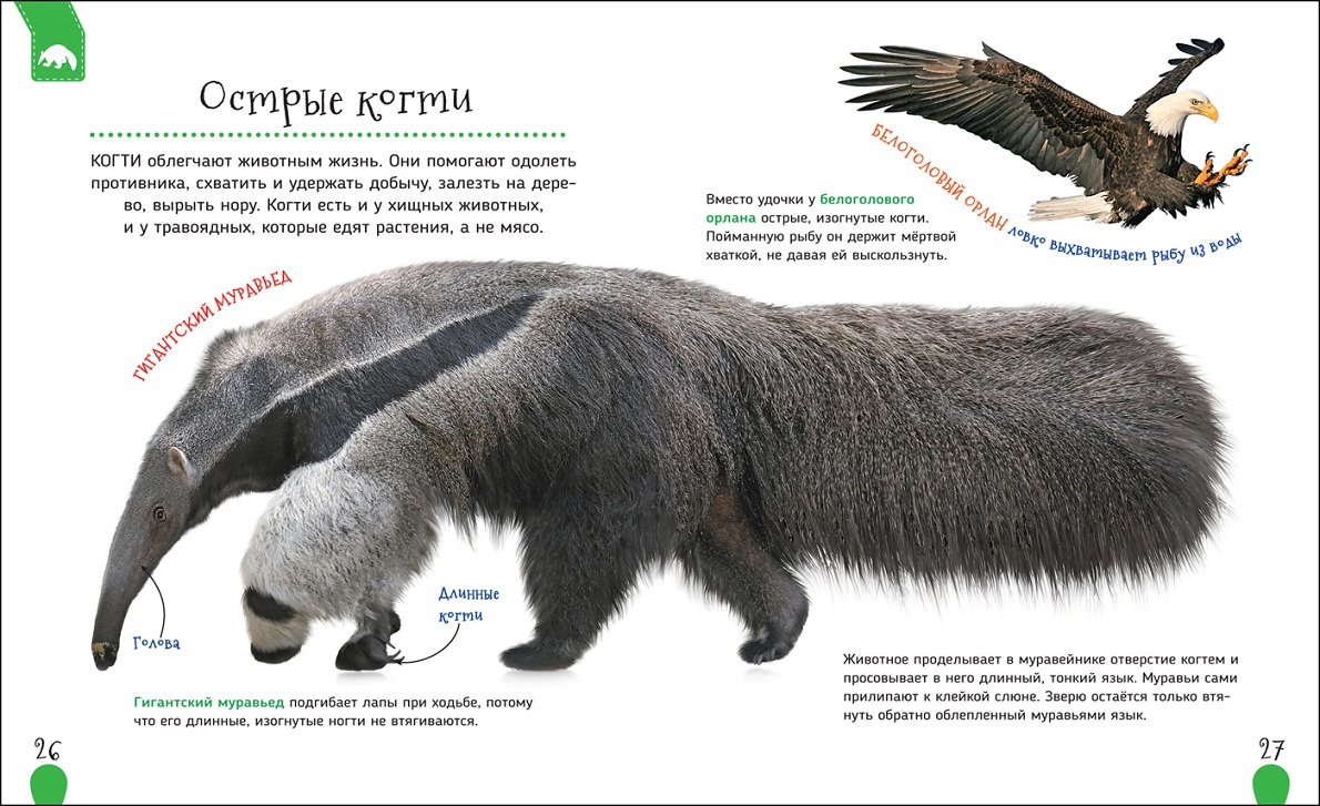 Первая энциклопедия - Удивительные животные  