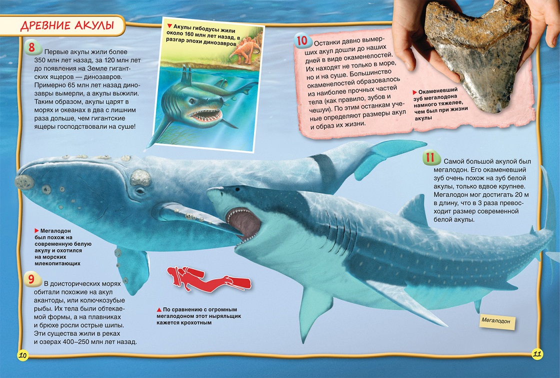 Энциклопедия для детей – Акулы, 100 фактов  
