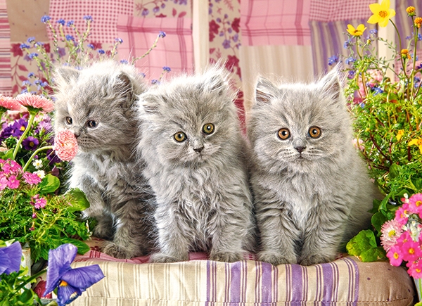 Пазлы Castorland - Три серых котенка, 300 элементов  