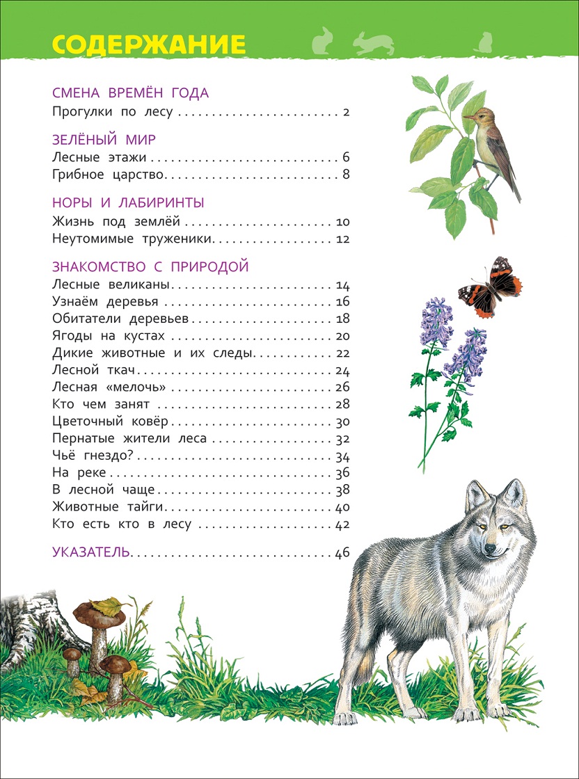 Энциклопедия для детского сада - В лесу  