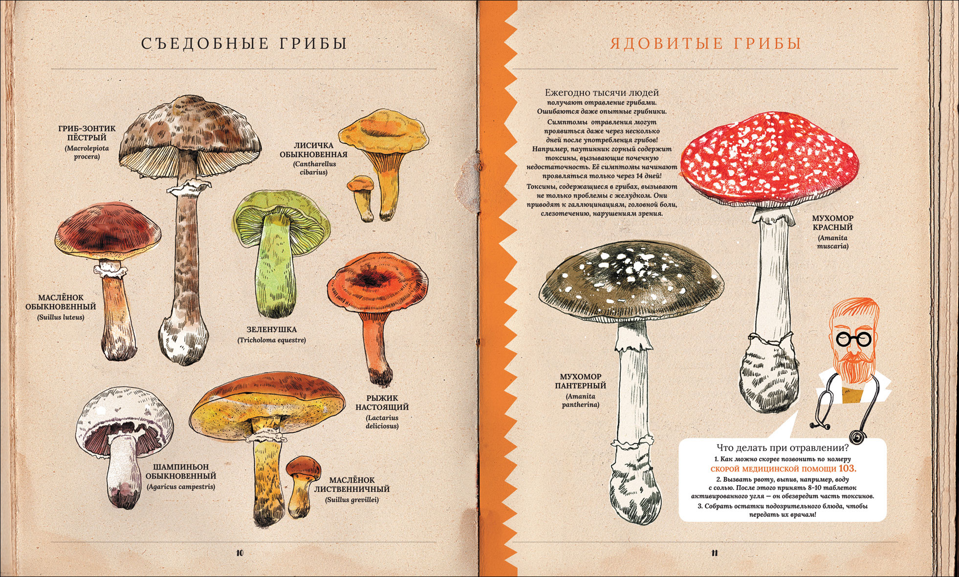 Книга - Грибы. Удивительные и малоизвестные факты из жизни грибов  