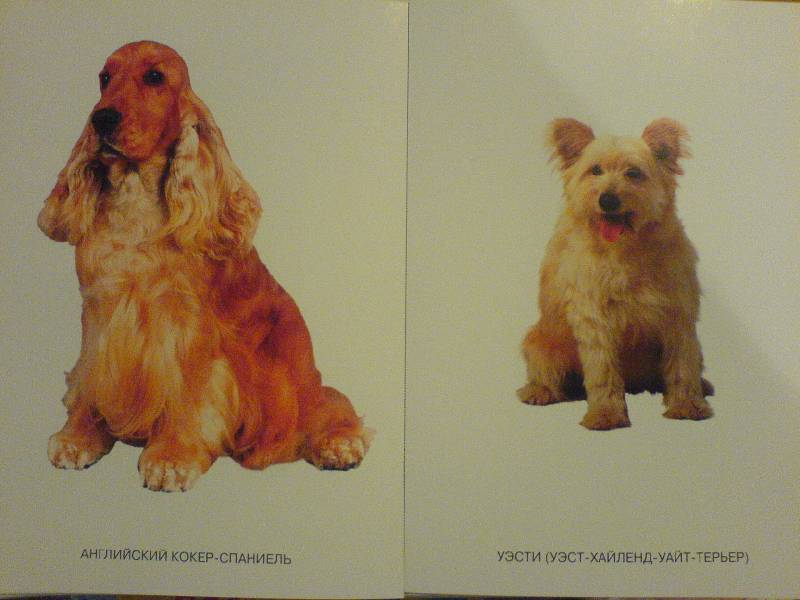 Карточки в папке из серии Мир в картинках – Собаки. Друзья и помощники, соответствуют ФГОС  