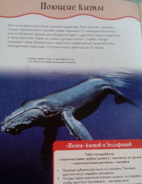 Книга с забавными наклейками «Киты и дельфины» из серии Animal Planet  