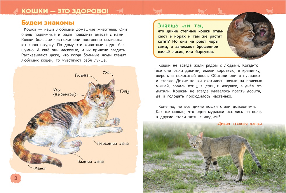 Энциклопедия для детского сада - Кошки и котята  