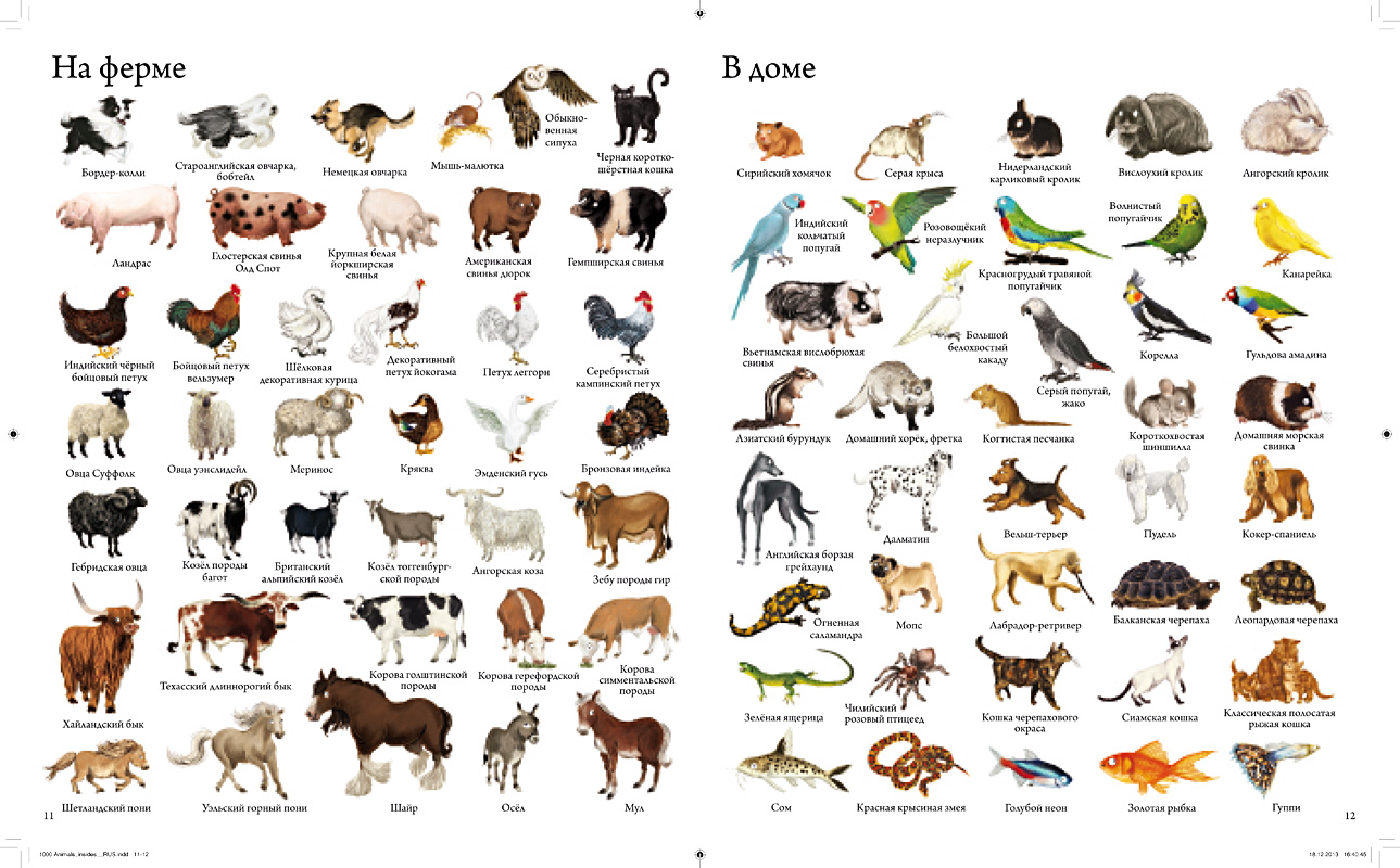 Подобрать клички животным. Имена для животных. Животные и их названия. Список животных. Название домашних животные.