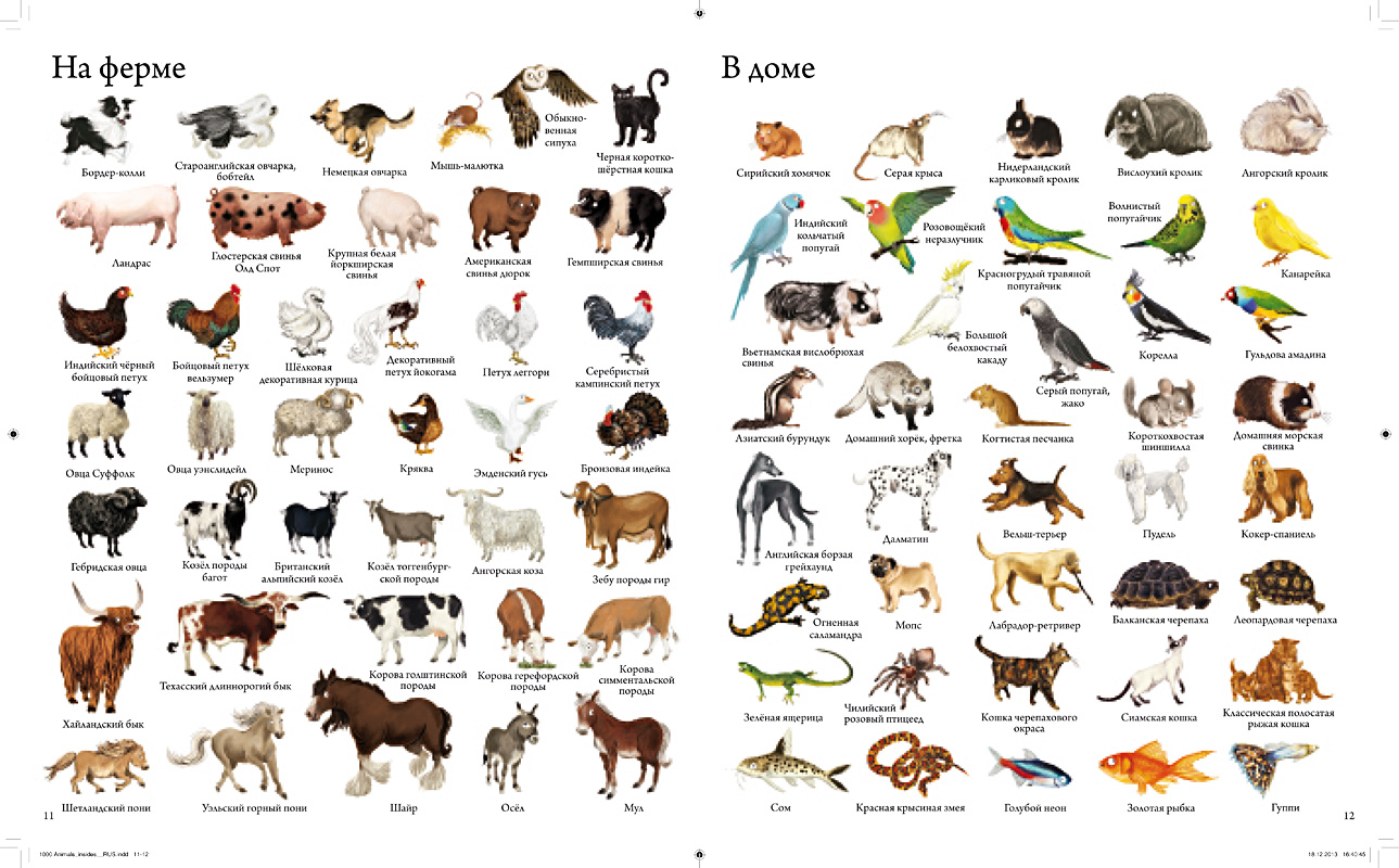 Где находится порода. Имена для животных. Животные и их названия. Список животных. Название домашних животные.