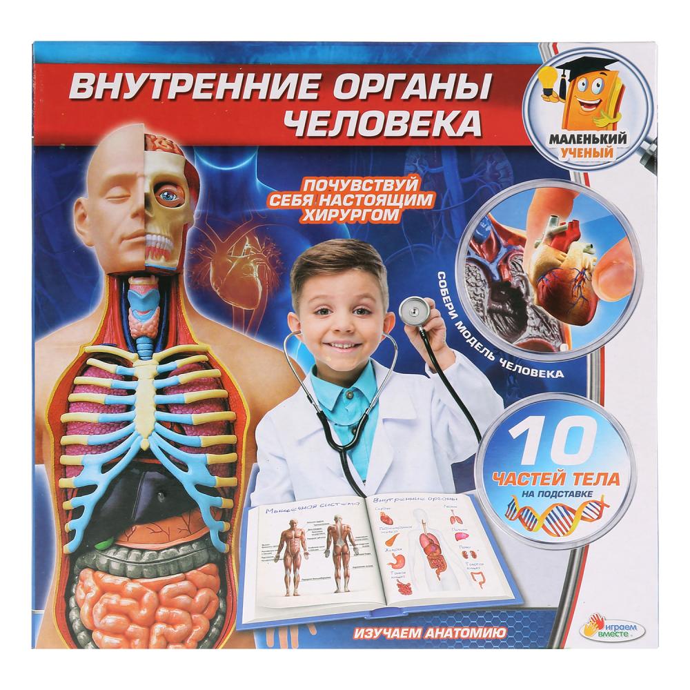 

Набор – Внутренние органы человека