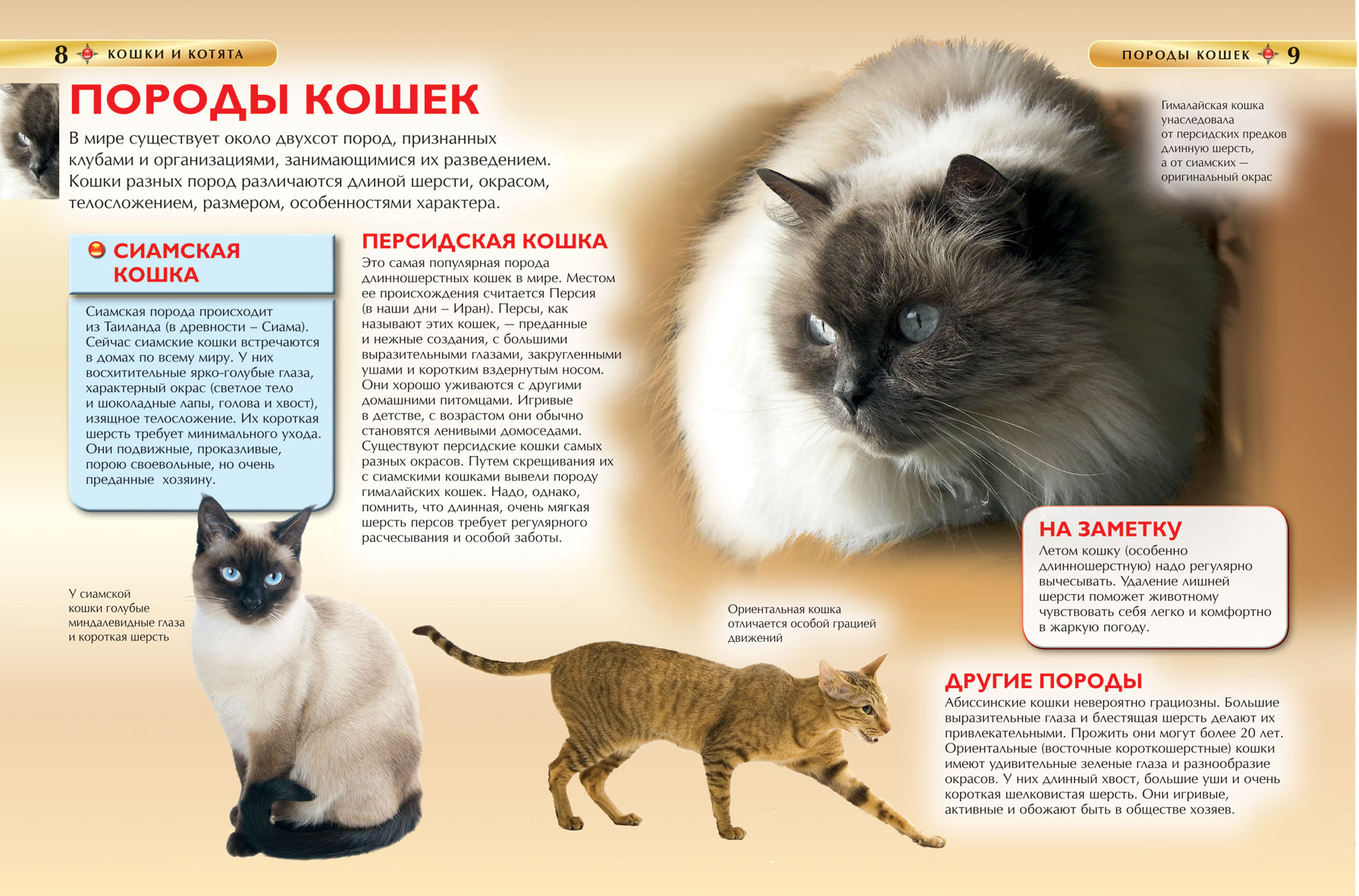 Энциклопедия «Кошки и котята»  
