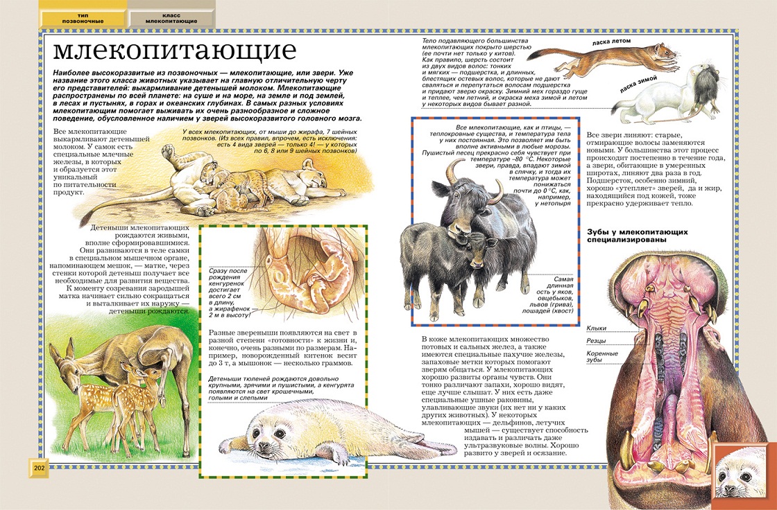 Полная энциклопедия – Животные  
