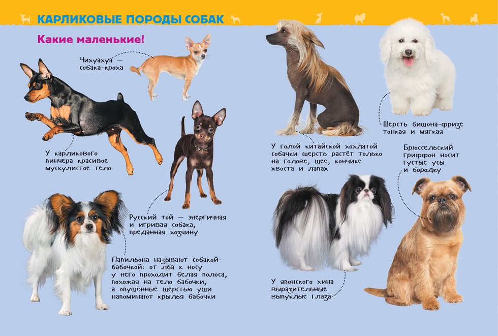 Энциклопедия для детского сада - Собаки и щенки  
