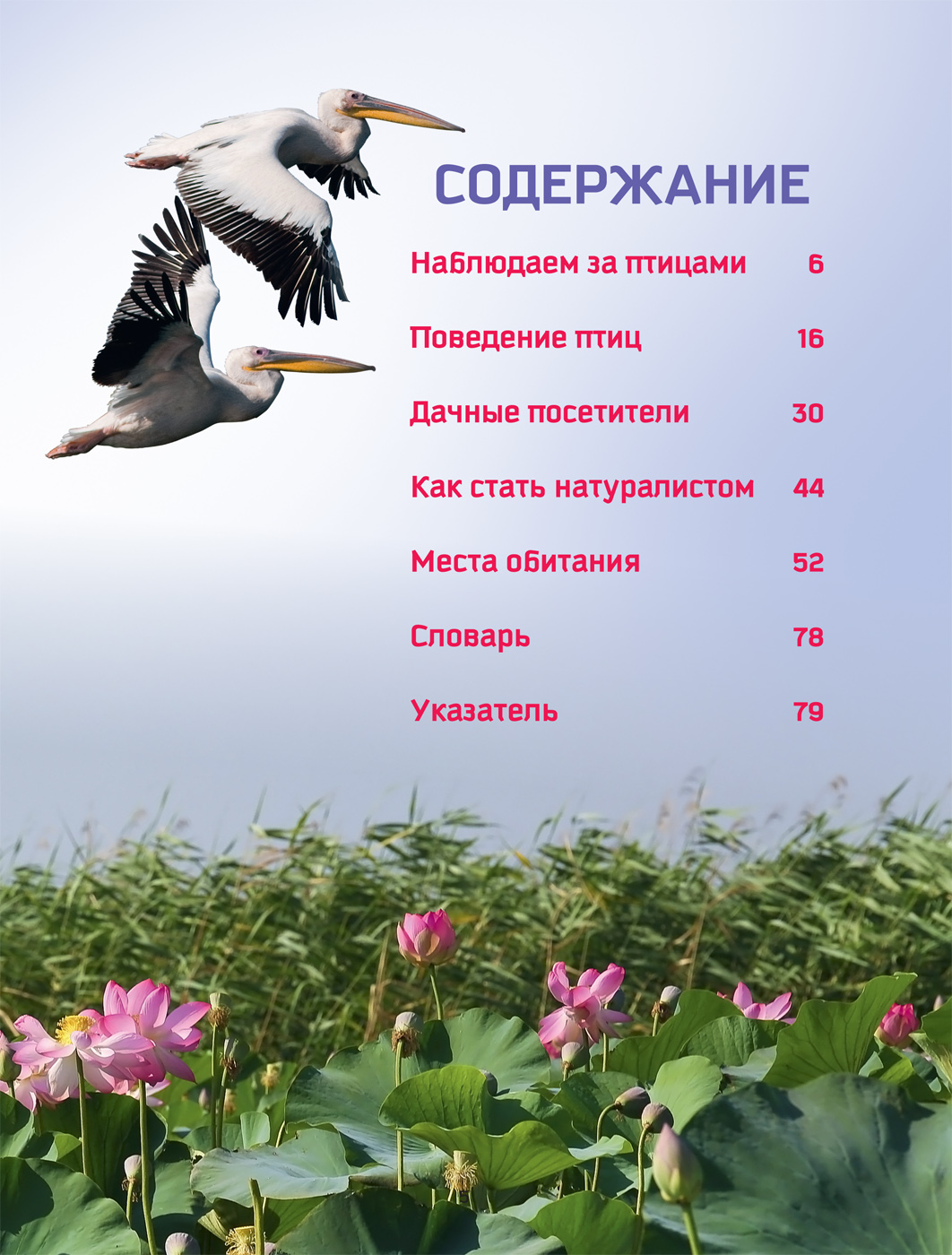 Энциклопедия для детей - Птицы - Природа в деталях  
