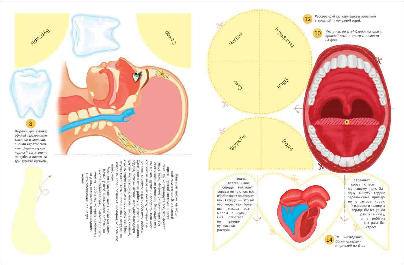 Интерактивная игровая папка - Lapbook. Тело человека  