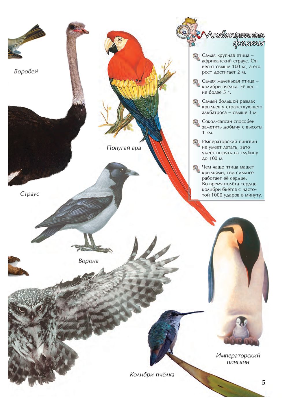 Иллюстрированная энциклопедия школьника – Птицы  