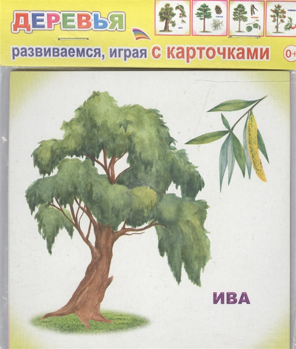 

Обучающие карточки – Деревья, 0+