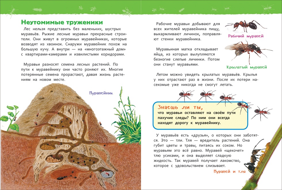 Энциклопедия для детского сада - В лесу  