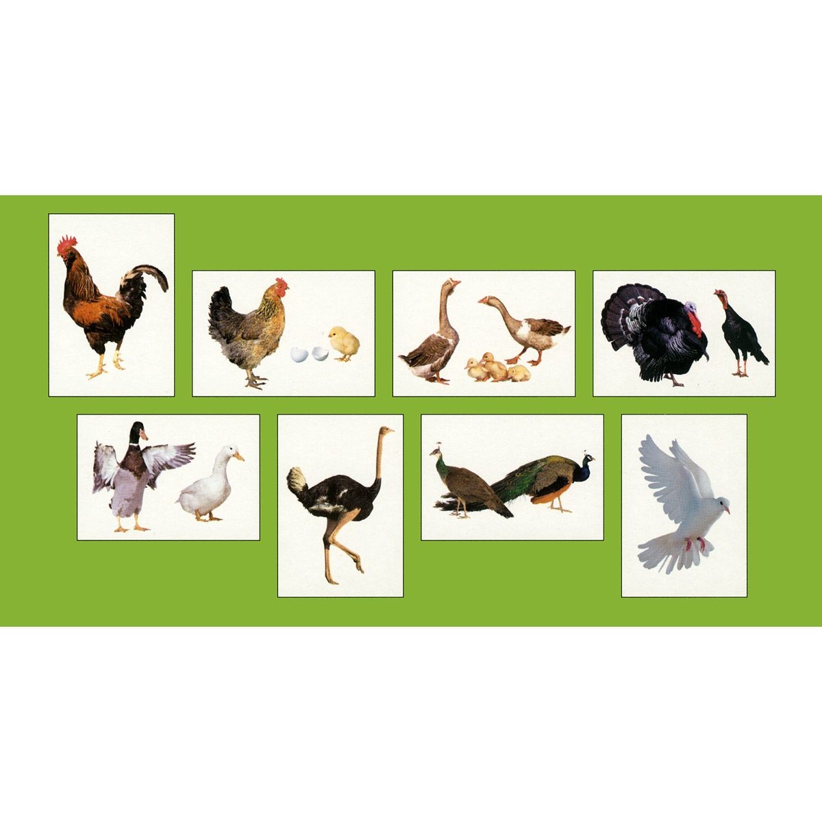 Карточки в папке из серии Мир в картинках – Птицы домашние, соответствуют ФГОС  