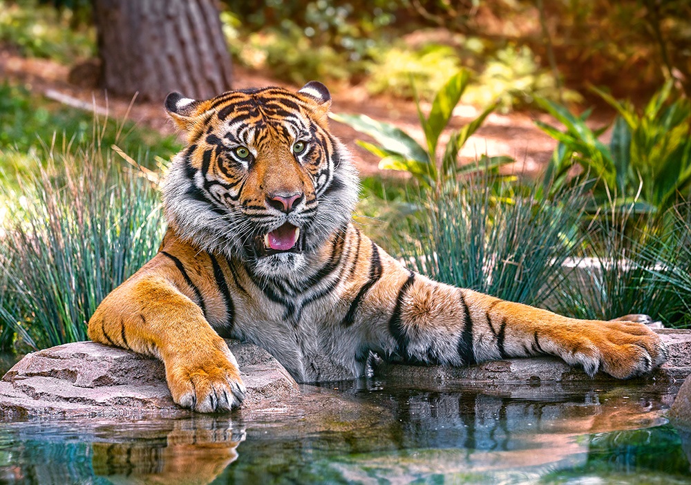 Пазл – Тигр, 500 элементов  