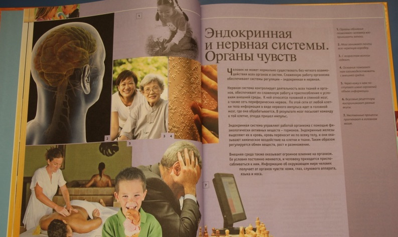 Энциклопедия школьника «Тело человека»  