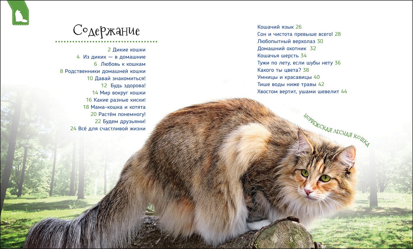 Энциклопедия кошек картинки