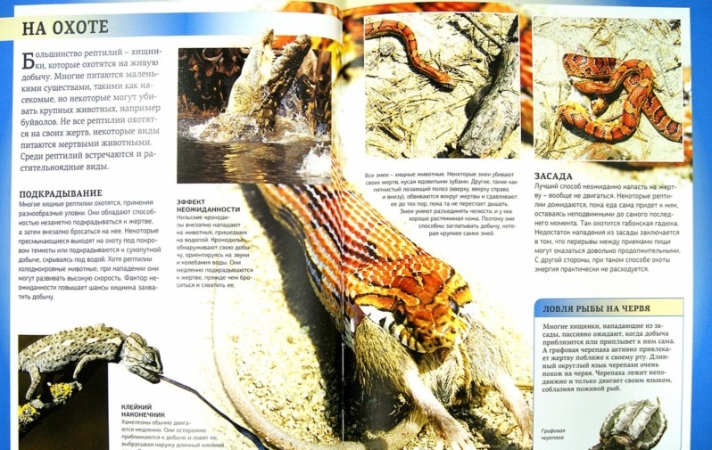 Энциклопедия для школьников «Царство животных. Рептилии»  