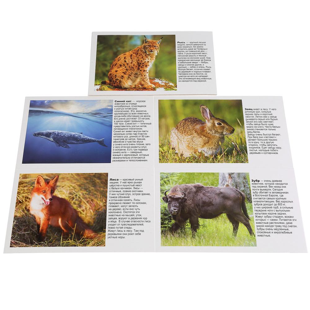Карточки в папке - Животные России, 16 карточек   