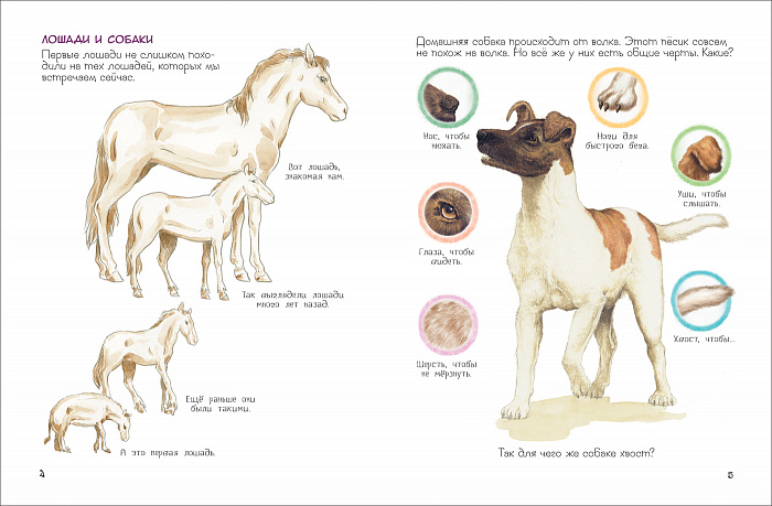 Книга - Зачем животным хвост? из серии Удивительный мир животных  