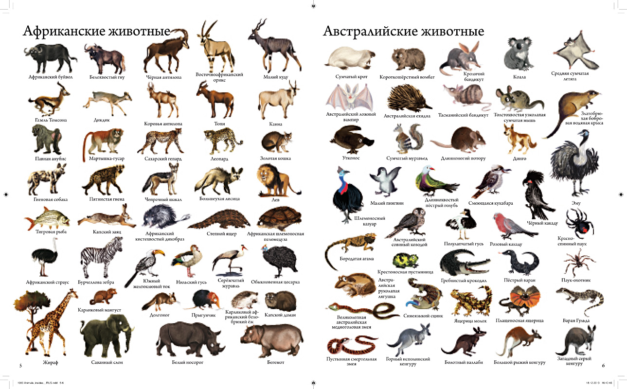 Какое слово означает животное. Список животных. Животные названия список. Название африканских животных. Название типа животных.