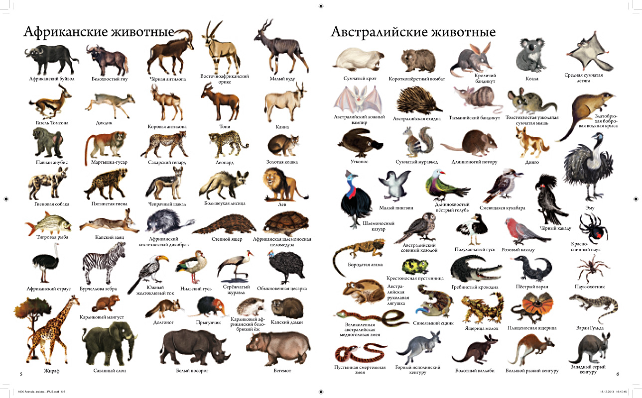 Какое животное попросил