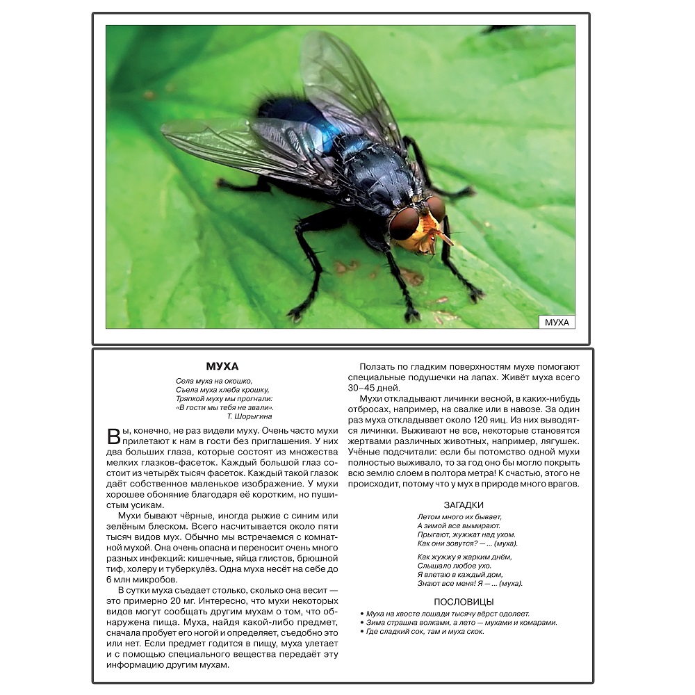 Набор карточек с описаниями и материалом для педагога - Расскажите детям о насекомых  