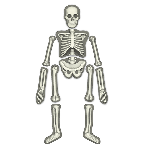 Игровой набор - Юный врач - Скелет человека  