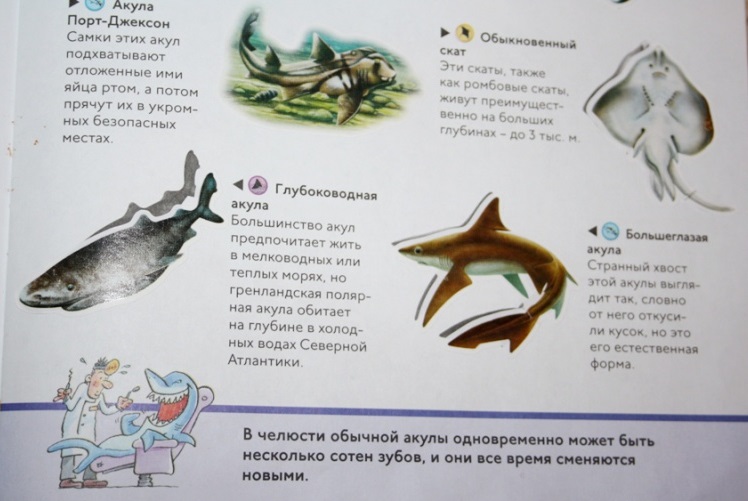 Книга с забавными наклейками «Акулы» из серии Animal Planet  