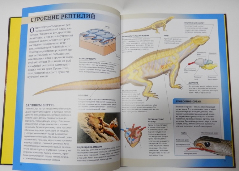 Энциклопедия для школьников «Царство животных. Рептилии»  