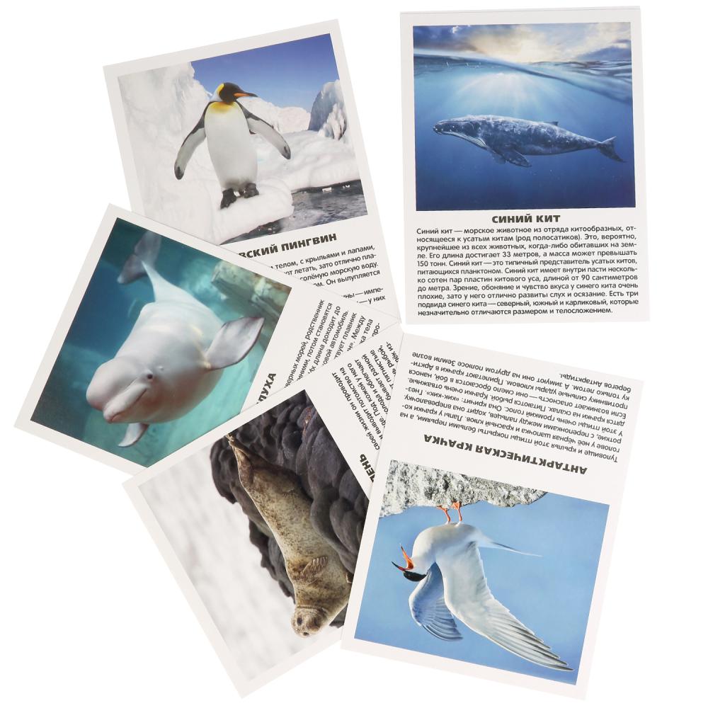 Карточки в папке – Животные Арктики и Антарктиды, 16 обучающих карточек  