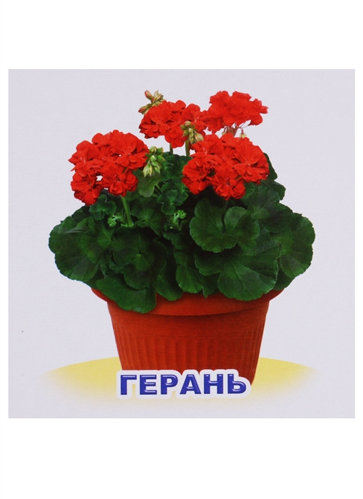 Комнатные Цветы Интернет Магазин Челябинск
