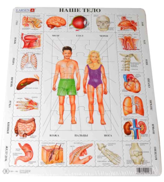 Обучающий пазл Наше тело, 35 деталей  