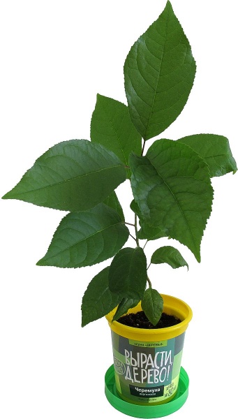 Набор для выращивания растений - Черемуха виргинская  
