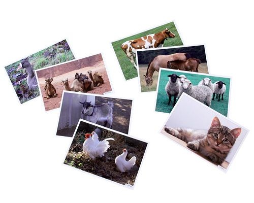 Набор карточек с описаниями и материалом для педагога - Расскажите детям о домашних животных  