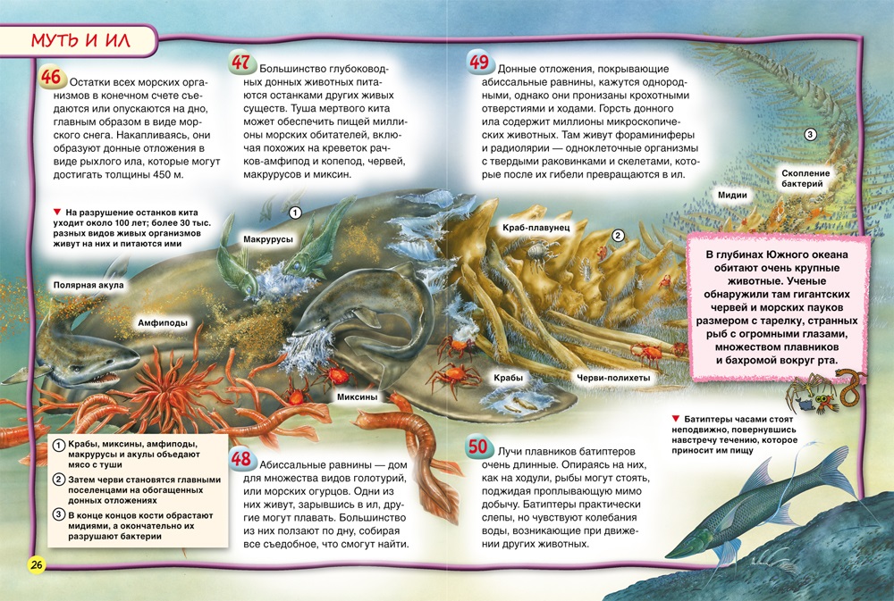 Энциклопедия – Подводный мир, 100 фактов  