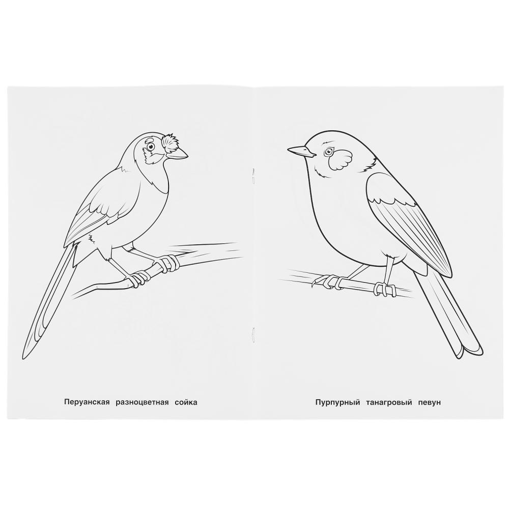 Первая раскраска А4 – Экзотические птицы  