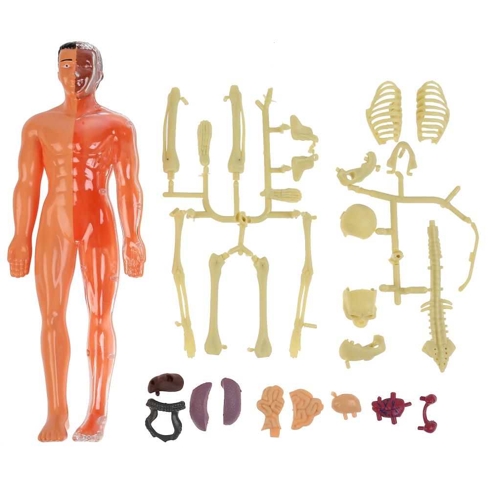 Набор для опытов Тело человека 3D-пазл Школа ученого  