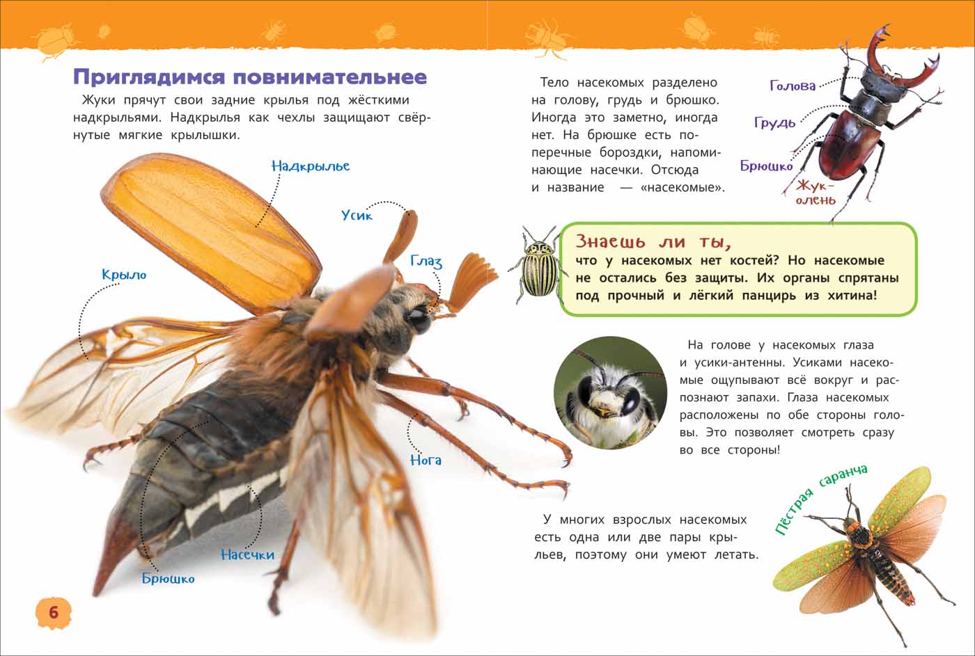 Энциклопедия для детского сада - Насекомые  