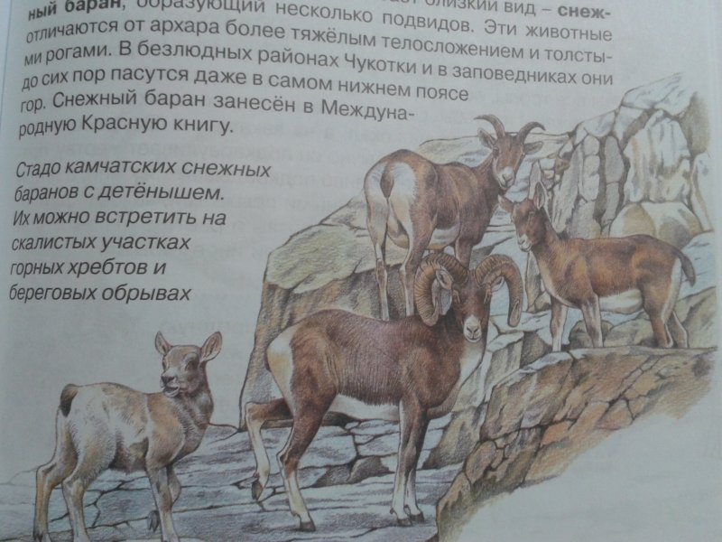 Энциклопедия «Животные России»   