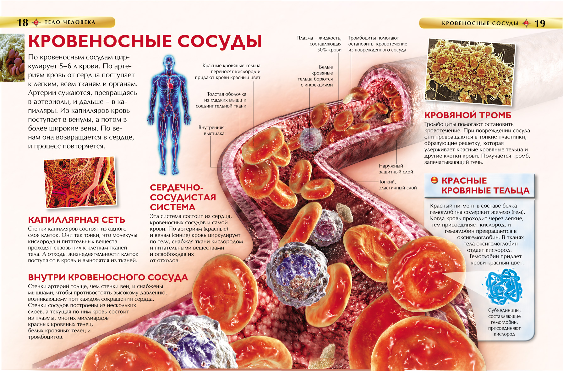 Тело человека. Детская энциклопедия  