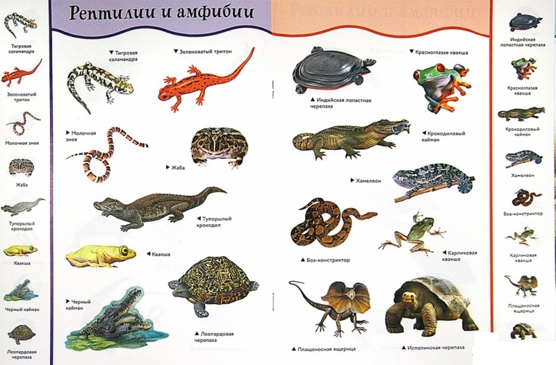 Книга с забавными наклейками «Рептилии и амфибии» из серии Animal Planet  
