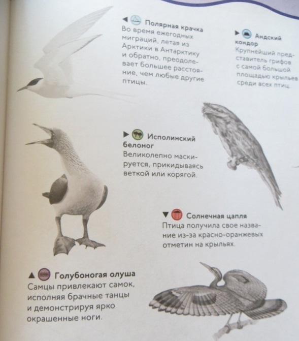 Книга с забавными наклейками «Птицы» из серии Animal Planet  