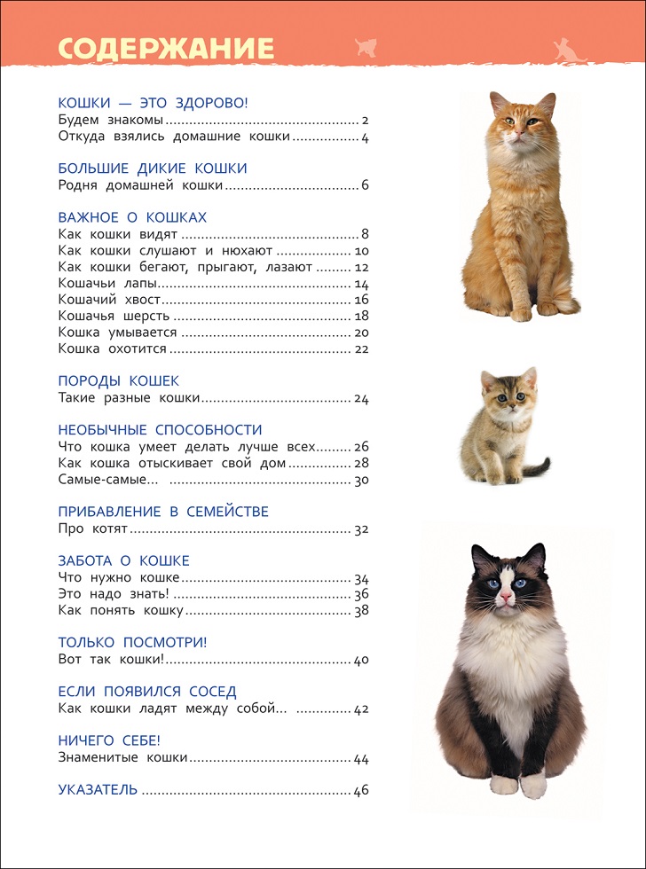 Энциклопедия для детского сада - Кошки и котята  