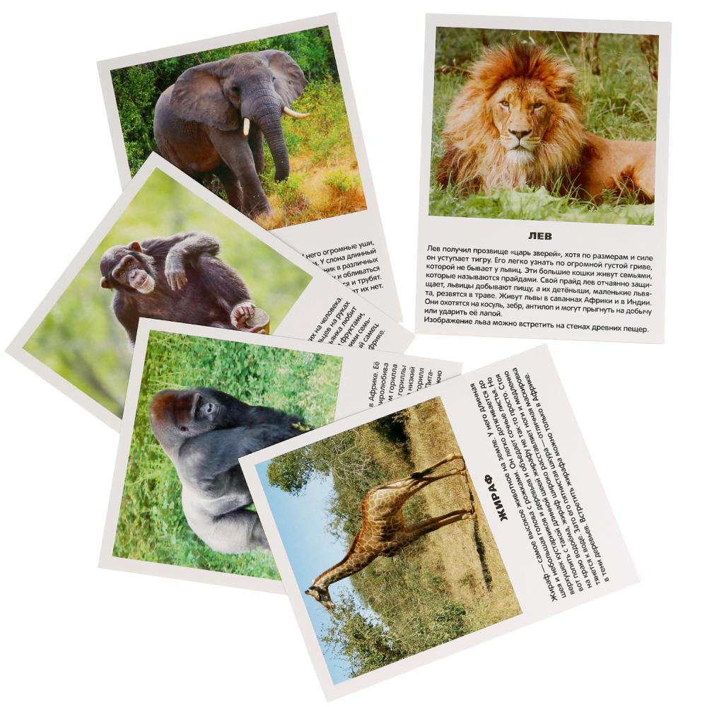 Карточки в папке – Животные Африки, 16 карточек  