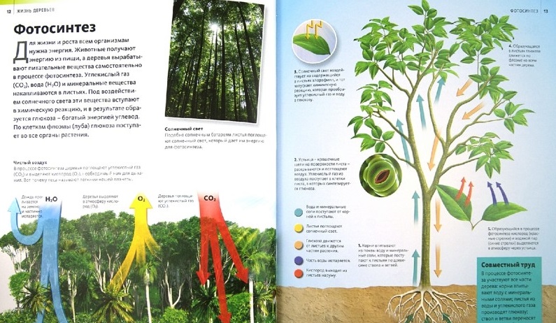 Энциклопедия «Жизнь деревьев» из серии «Discovery Education»  